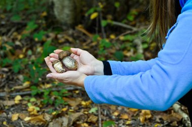 Hands holding two freshly picked Boletus edulis mushrooms in an autumn forest. Highlights successful foraging and the joy of outdoor activity.