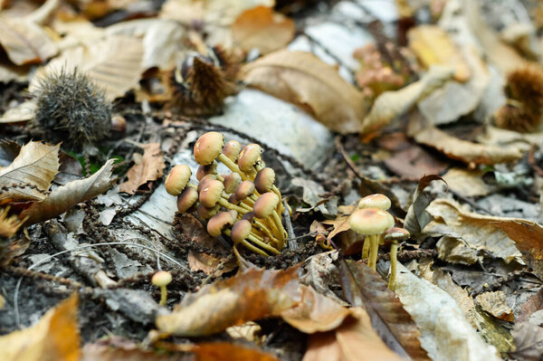 A striking Amanita muscaria, also known as Fly Agaric, a poisonous mushroom, with its distinctive white spotted cap, stands amidst a carpet of dried brown and yellow autumn leaves. Horizontal shot.
