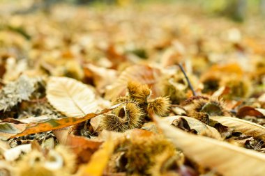 Kuru sonbahar yaprakları ve Castanea sativa 'nın dikenli kestane ağaçlarıyla kaplı orman zemininin yakın görüntüsü. Sonbahar hasadının ve doğal güzelliğin bolluğunu vurgular..