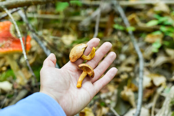 Рука нежно держит два маленьких несъедобных Hygrophoropsis aurantiaca False Chanterelle грибов, найденных в осеннем лесу. На заднем плане видна размытая ядовитая аманита-мускария.