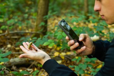 Bir adam akıllı telefonunu elinde tuttuğu yabani mantarı tanımlamak için kullanır. Sonbahar ormanlarında yiyecek ararken yenilebilir ve zehirli mantarlar hakkındaki eğitimin önemini vurgular..