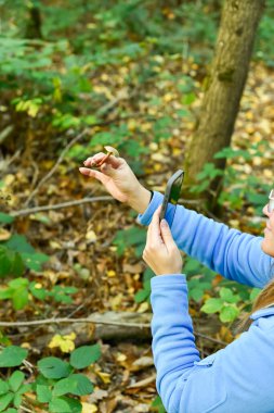Mavi ceketli bir kadın, sonbahar ormanında onu tanımlamak için akıllı telefonunu kullanan küçük vahşi bir mantar tutuyor. Bu dikey çekim modern mantarların yemek ve öğrenmesini vurguluyor..