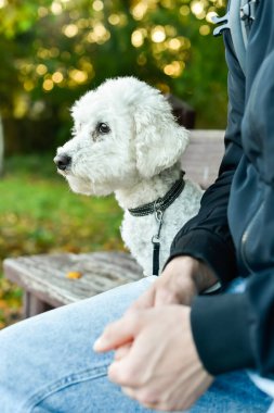 Yakın plan, bir Bichon Frise köpeğinin sahibinin yanındaki ahşap bir bankta rahatça oturup güneş ışığına bakarken dikey çekimi. Evcil hayvan arkadaşlığına ve sonbahar tatiline odaklanıyor.