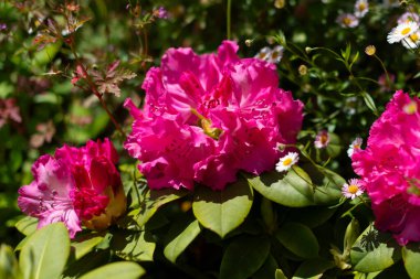Pena Palace, Sintra 'da yoğun yeşil yapraklar ve küçük beyaz papatyalarla çevrili büyük, parlak pembe bir Rhododendron çiçeğinin yakın çekimi..