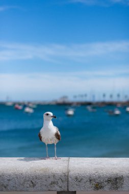 Portekiz, Cascais 'deki hareketli bir marinaya tepeden bakan, yıpranmış bir taş korkulukta, sayısız teknesi açık mavi bir gökyüzü altında duran yalnız bir martı..