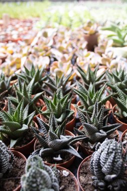 Kahverengi tencerelerde büyüyen küçük yeşil sulugözlerden oluşan bir grup, sera ışığında detaylı yakın çekim görüntüsü, model, pankart, ekommerce veya baskı tasarımı için doğal dekoratif bitkiler..