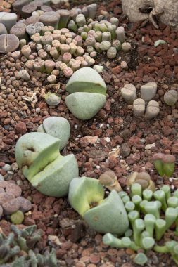 Toprakta yetişen lithops ve taş sulu karışımı. Detaylı dokularla yakın plan çekilmiş. Toprak tonları, makro kompozisyon. Ekommerce, banner, social.