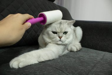 Kedi kanepede yatarken iplik silindiri kafasında kullanılıyor. Evcil hayvan kürküyle kaplı döşenmiş mobilyalar. Hayvan bakımı, temizlik, hijyen, tüy dökme sorunu.