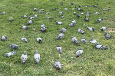 Large flock of pigeons scattered across a green lawn. Overhead view with natural daylight and soft texture of grass. Useful for themes of urban wildlife, ecology, behavior, and park environment.