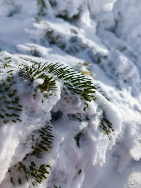 Macro view of pine needles emerging from fresh snow, with soft bokeh and shallow focus. Detailed texture fits backgrounds, wellness and nature education, winter mood and clean design needs.