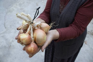 Sert palmiyelerde tutulan bir demet taze soğan. Açık hava, tarafsız arka plan, kırsal çiftlik havası. Hasat, organik gıda, bahçıvanlık, beslenme, mevsimlik üretim konularında kullanışlı.