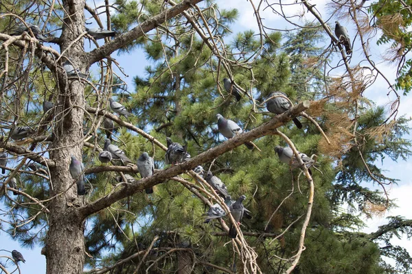 Group of pigeons roosting across pine branches in daylight. Wide habitat scene with forest canopy and soft bokeh fits wildlife education, conservation, birdwatching and urban nature stories.
