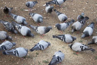 Birçok güvercin toprağa saçılmış tahılın etrafında toplanır. Genel bakış, beslenme davranışları ve refah desteği, uygun koruma, toplum bakımı, hayvan kurtarma ve eğitim konularını gösteriyor.