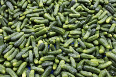 Büyük bir yığın içinde küçük salatalıklar, çerçeveyi dolduran canlı yeşil desen; gıda tasarımı, perakende tabela, tarım içeriği, eğitim için.