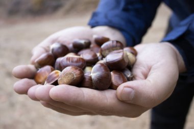 Avuç içlerinde dinlenen kestane ağaçlarını kapatın. Doğal çerez ve çiftlikten masaya üretim teması.