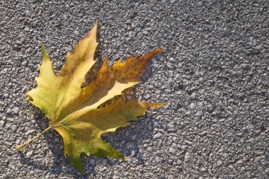 Tek bir akçaağaç yaprağı güneş ışığında asfaltta yatıyor. Kontrastlı ve dokulu en düşük mevsimlik şehir arkaplanı.