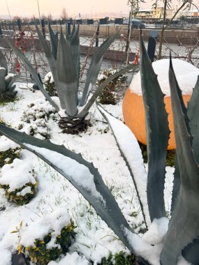 Türkiye 'de bir şehir bahçesindeki agave bitkilerini kaplayan kar. Akdeniz bölgesinde nadir görülen kış manzaraları iklim değişikliğini ve beklenmedik soğuk havayı vurguluyor.