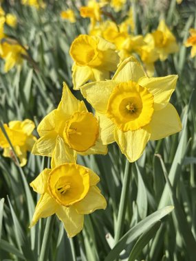 Doğal bahar ışığı altında çiçek açan nergisler. Sarı ampul çiçekleri kadın gününü, mevsimsel değişimi, yenilenmeyi ve açık hava bahçesindeki pozitif enerjiyi sembolize eder..
