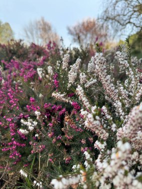 Çiçek açan Erica Darleyensis çalısı. Baharın başında beyaz ve pembe fundalık çiçekleriyle. Mevsimlik bahçe bitkisi yenilenmeyi, tazeliği ve doğal manzara güzelliğini simgeliyor..