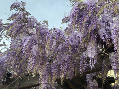 Türkiye 'de bahar aylarında çiçek açan Wisteria Sinensis. Ahşap pergola üzerindeki mor çiçek kümeleri romantik seyahat atmosferi, mevsimsel turizm ve bahar yolculuğu kavramları yaratır..
