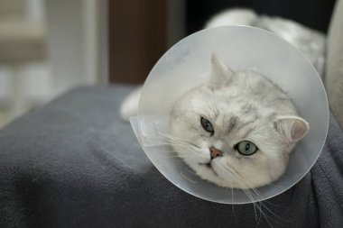 Kısırlaştırma ameliyatından sonra koruyucu tasma takan İskoç kedisine, gözle görülür göz tahrişi ve yumuşak arka plan bulanıklığı, veterinerlik tedavisi, hayvan tedavisi, tıbbi konsept, hayvan sağlığı farkındalığı, pankart.