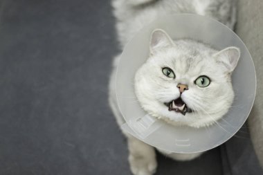 Kısırlaştırma prosedüründen sonra koruyucu tasma takan İskoç kedisi yumuşak kapalı mekan ışığı altında yukarı doğru bakan, veteriner iyileşmesi, ameliyat sonrası gözlem, göz tedavisi, hayvan bakımı konsepti, afiş, kopya alanı.