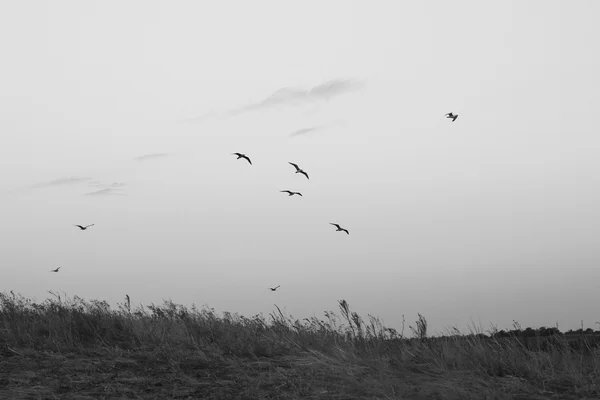 Birds Depression Sorrow — Stock Photo, Image