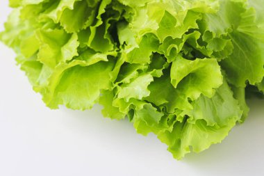 Temiz beyaz bir arka planda, taze, fırfırlı kenarları ile yeşil yaprak marul bir demet görüntüsü.