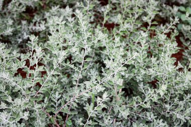 Küçük, desenli yaprakları olan yoğun gümüş-gri yaprakların yakın görüntüsü. Bitkilerin dallanma şablonu botanik temalar için doğal, organik bir arka plan yaratıyor..