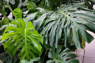 İsviçre Peynir Bitkisi olarak da bilinen ikonik Monstera Deliciosa yapraklarının yemyeşil bir görüntüsü. Canlı bir tropikal ve orman estetiği yaratmak.