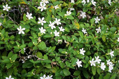 Çiçek açmış güzel beyaz bir çiçek kümesi. Bu narin beş yapraklı beyaz çiçekler canlı yeşil yaprakların arkaplanına karşı durarak herhangi bir bahçeye saflık ve sükunet hissi verir..