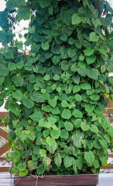 Dikey bahçe duvarı yemyeşil tırmanma bitkileriyle kaplı, doğal bir duvar dokusu yaratıyor. Çevre dostu tasarım kavramları, kentsel yeşillik görselleri ve sürdürülebilir mimari görüntüler için idealdir..