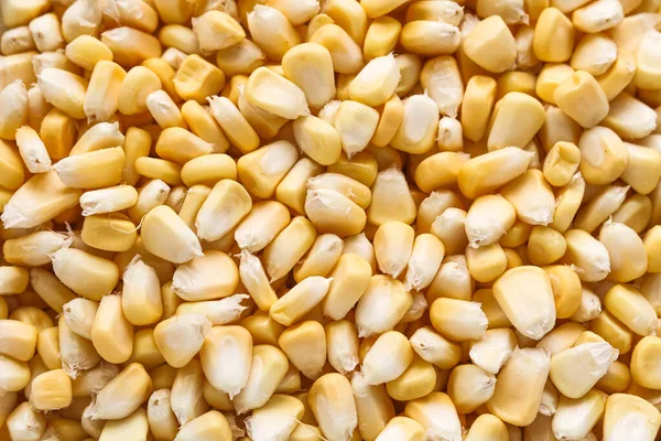 Çiğ sarı mısır tanelerinin arka planı.