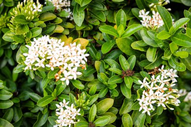 Beyaz Ixora 'nın üst görüntüsü, Malezya' da Bunga Jenjarum veya Bunga Siantan olarak bilinir..