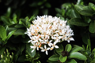 Malezya 'da yaygın olarak Bunga Jenjarum ya da Bunga Siantan olarak bilinen Beyaz Ixora çiçek kümesi..