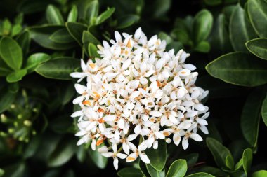 Malezya 'da yaygın olarak Bunga Jenjarum veya Bunga Siantan olarak bilinen Beyaz Ixora çiçek kümesi..