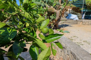 Dinlenme alanı. Yeşil mandalinalara yakın çekim. Arka planda çadırı olan bir kamp alanı var. Yüksek kalite fotoğraf