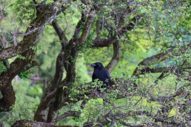 Yoğun yeşil yapraklı bir ağaç dalında siyah bir kuzgun. Arkaplan resmi. Yüksek kalite fotoğraf