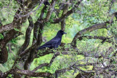 Yoğun yeşil yapraklı bir ağaç dalında siyah bir kuzgun. Arkaplan resmi. Yüksek kalite fotoğraf