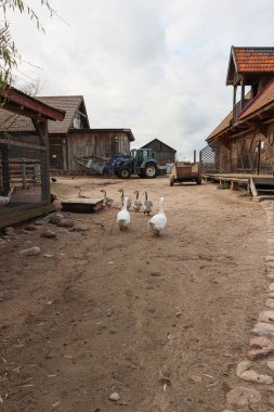 Modern bir çiftliğin günlük yaşamını yansıtan atmosferik bir fotoğraf. Ön planda, iki beyaz kaz ve birkaç tavuk toprak alanda özgürce dolaşıyorlar..