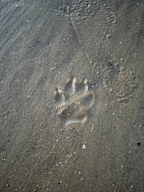 Deniz ya da okyanus kıyısında kabuklu ıslak kum üzerinde bir köpek ve bir insanın açık ayak izleri deniz kenarında bir yürüyüşü, sıcaklığı, özgürlüğü ve doğayla bütünlüğü çağrıştırıyor..