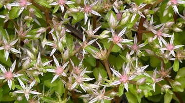 Sedum Spuryumu 'nun çiçek açtığı botanik doğal arka plan. Yumuşak pembe ve beyaz çiçeklerden oluşan gür bir halı sulu yeşil yaprakların üzerine yayılarak hassas ve rahatlatıcı bir zemin örtüsü dokusu yaratır.. 
