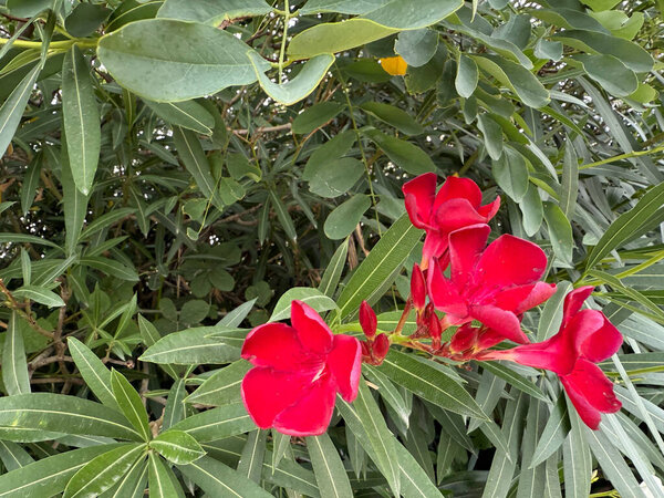 Bright red oleander flowers against a background of lush greenery create the perfect composition in rich color for a design that conveys warmth, natural harmony, energy, and summer mood. 