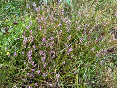 Doğal ortamdaki yemyeşil çalı çiçekleriyle çevrili yabani çalılar. Dokunulmamış bitki örtüsü görüntüsü, ekolojik temalar, doğa geçmişi ya da çevre tasarımları için mükemmel.