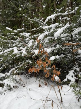 Turuncu-bronz yapraklı donmuş bir yaprak ağacı karlı çam ve yaprakların arasında duruyor. Soğuk mevsimde dokunulmamış kış doğası, sakin atmosfer ve doğal orman güzelliği..
