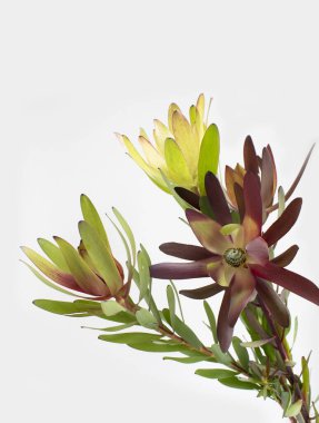 Leucadendron safari safarisi ve safari günbatımı buketi. Doğal fotoğrafı kapat..