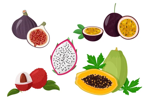 Set of tropical fruits isolated on white background. Fresh exotic natural meal vector illustration. — Stock Vector