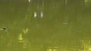 Ördek göl güneşli hava