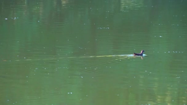 Météo ensoleillée à Duck Lake — Video