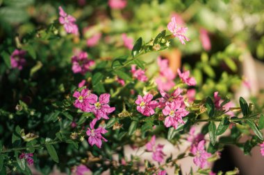 Saksıda duran Cuphea çalısı, sarı merkezli sayısız küçük, parlak pembe çiçek sergileniyor. Bereketli çiçekler ve yemyeşil yapraklar büyüleyici bir bolluk hissi yaratıyor.